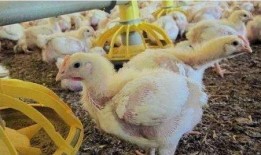 鸡棚塌了爆料视频,现场视频曝光引关注