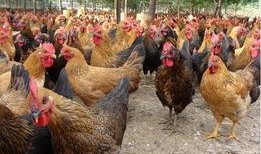 鸡棚塌了爆料视频,现场视频曝光引关注