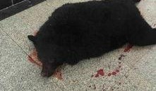 小黑熊天涯爆料视频,揭秘视频背后的惊人真相