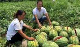 武穴网红事件吃瓜,揭秘网络舆论的风暴与真相