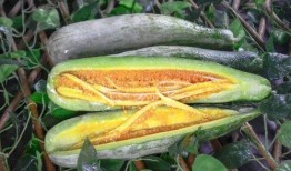 武穴网红事件吃瓜,揭秘网络舆论的风暴与真相