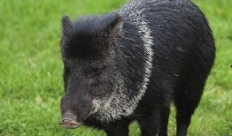 巴中野猪爆料事件视频,揭秘事件背后惊人真相