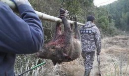 巴中野猪爆料事件视频,揭秘事件背后惊人真相
