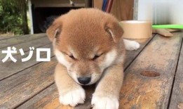 小黑熊天涯爆料视频,揭秘视频背后的惊人真相