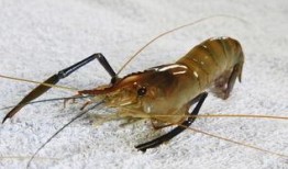 国内养殖虾爆料案件最新,揭秘国内养殖行业最新爆料事件