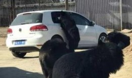 小黑熊天涯爆料视频,揭秘视频背后的惊人真相